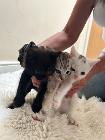 Two kittens available