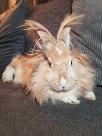 Harlequin pure breed lionhead Girl