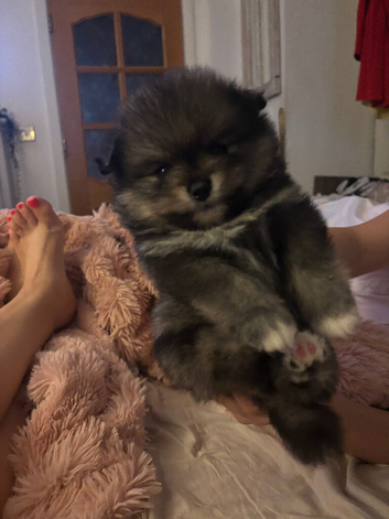 Pomeranian Puppys