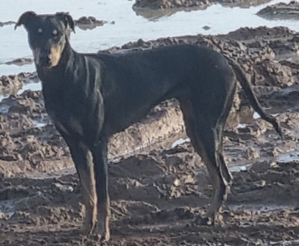 Saluki greyhound