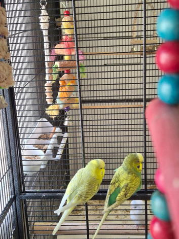 Several different colour budgies for sale