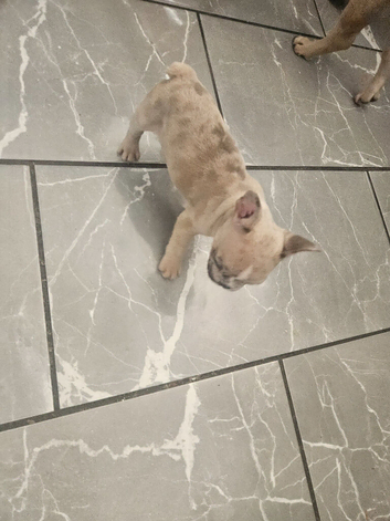 French bulldog puppies