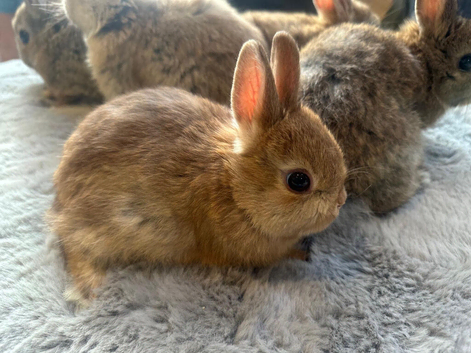 Bunnies pure bred Netherland Dwarf