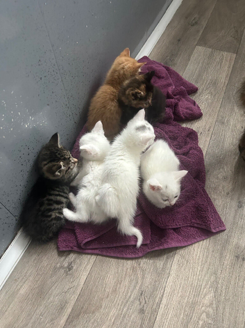 Turkish angora Kittens