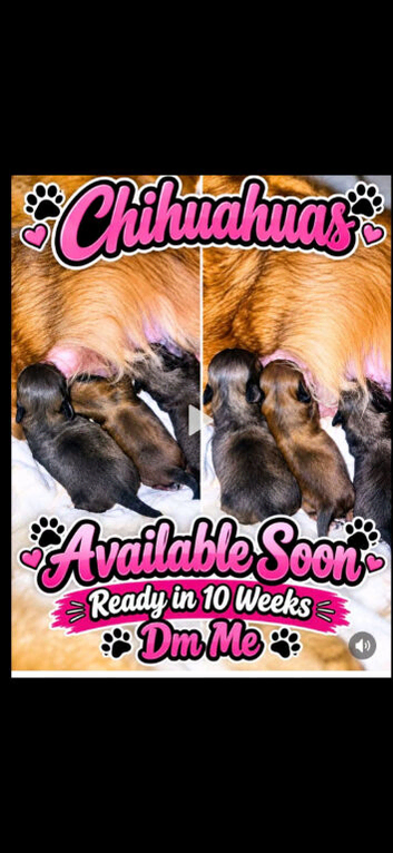 Chihuahuas looking for their forever home.