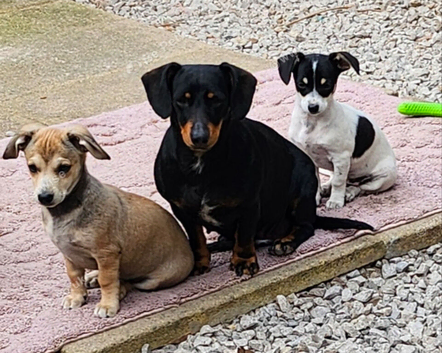 Chiweenie