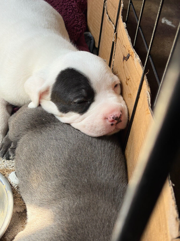 Cane corso x staffy mastiff