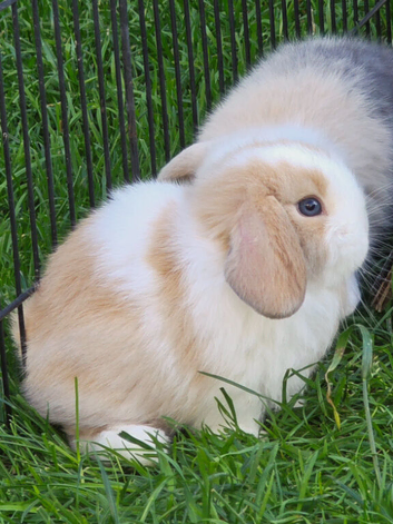 Beautiful mini lops