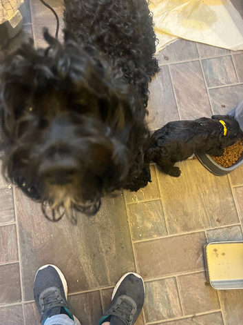 F1 Jackapoo puppies