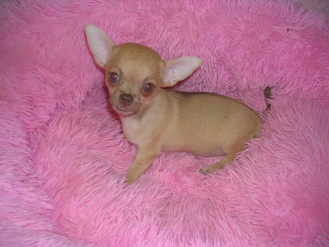 Small Chihuahua puppies 1 Black/tan male 1 Fawn Female