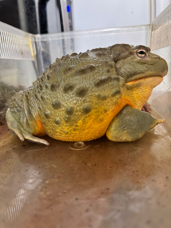 Adult Male African Bullfrog