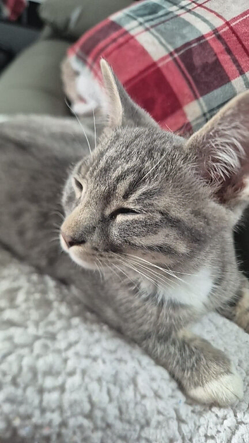 3 kittens in need of a home