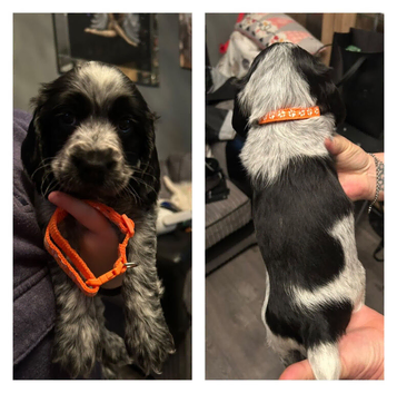 Blue roan cocker spaniels