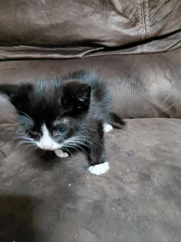 Kittens for sale