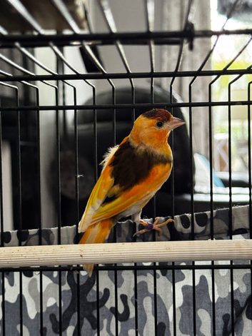 Variegated goldfinch mule