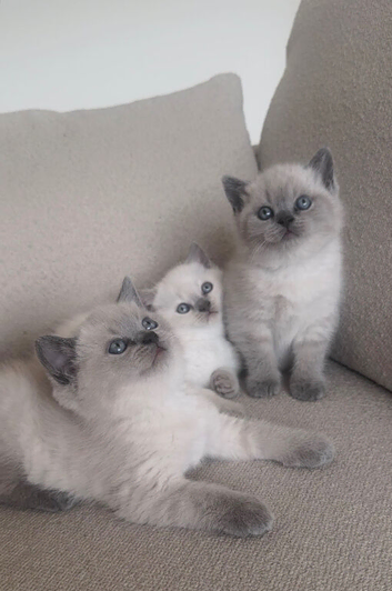 CHAMPION BLOODLINE PEDIGREE SHORTHAIR KITTENS