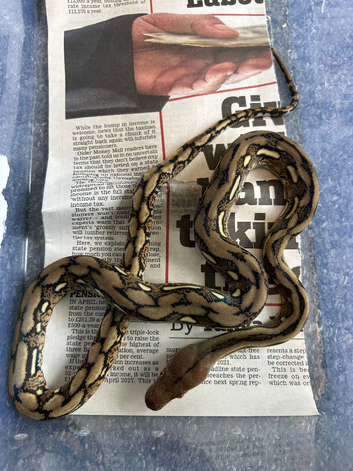 Tiger reticulated python ( female ) HA PHGS