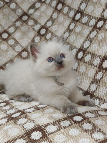 1 beautiful ragdoll boy ready to leave now