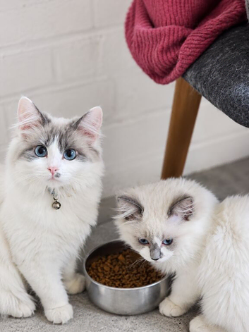 Ragdoll Kitten – 13 Weeks Old male