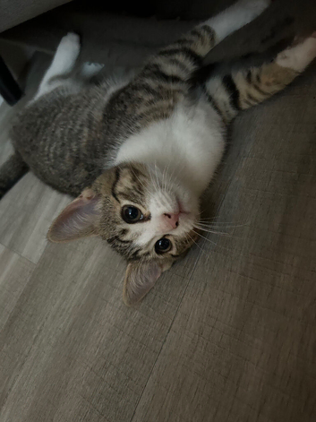 Beautiful kittens ready to go to forever homes