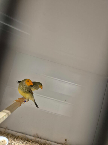 Pairs off star finches