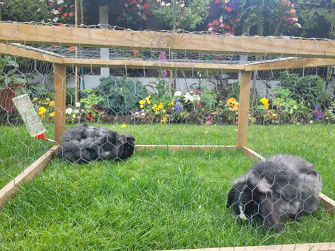Two Beautiful Rabbits