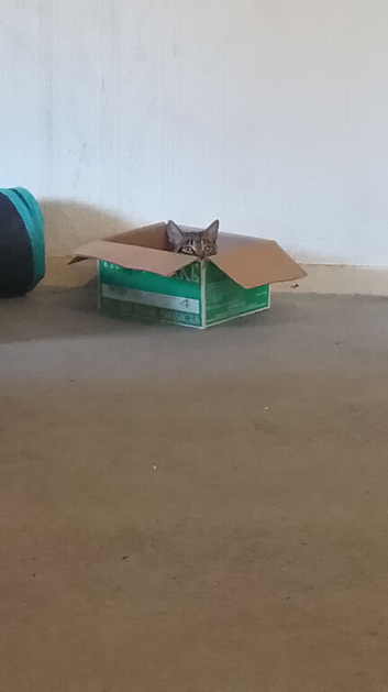 Kitten for sale