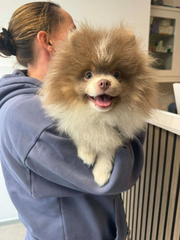 Pomeranian age 1 years male lilac Tri Teddy bear