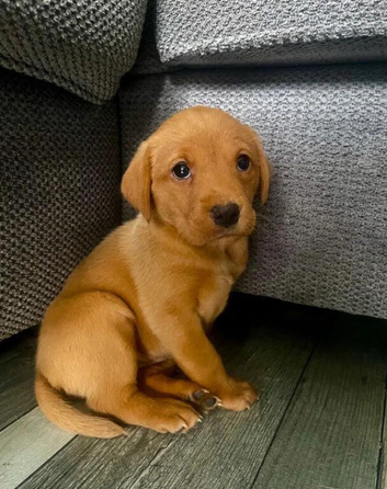 fox red labrodor pups