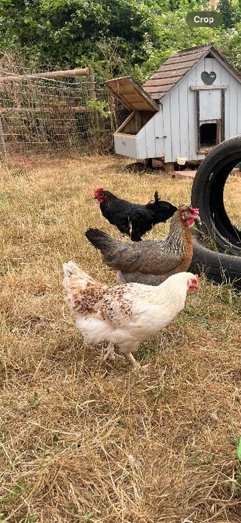 Mixed breed hatching eggs