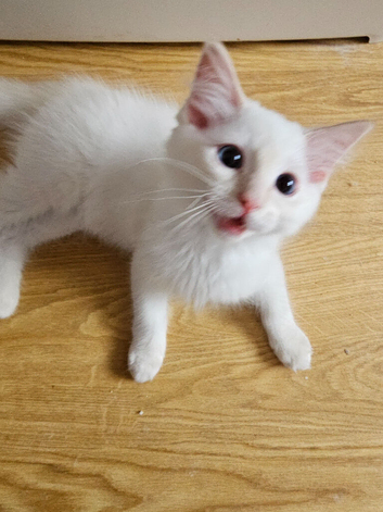Fluffy, Friendly Ragdoll Kittens