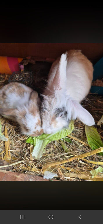 One lion head x lop male one rex x lop female