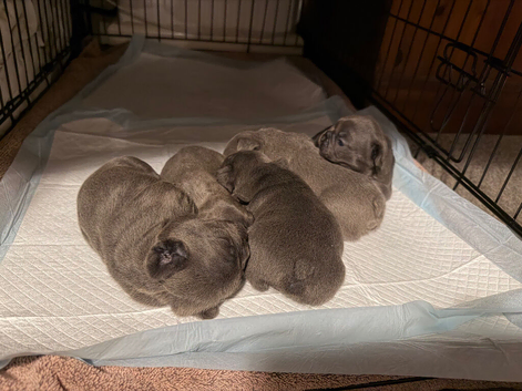 Five beautiful blue babies