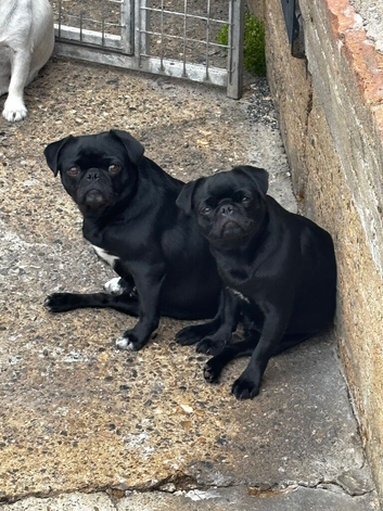 KC reg pug puppies