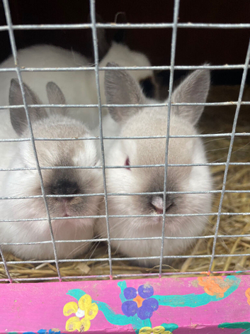 Boy  and girl Netherland dwarf