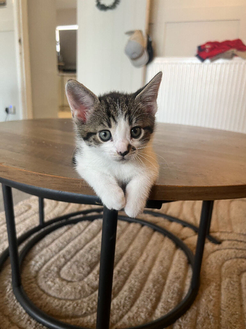 Kitten