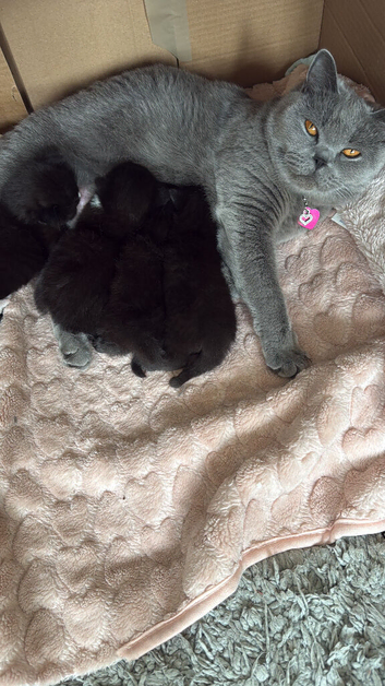 BshxTux kittens looking for forever loving homes