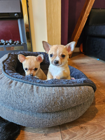 2 chihuahua puppies