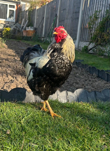 Bantam cockerels x2 free to a good home