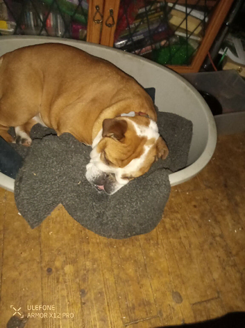 Five year old English Bulldog Bitch
