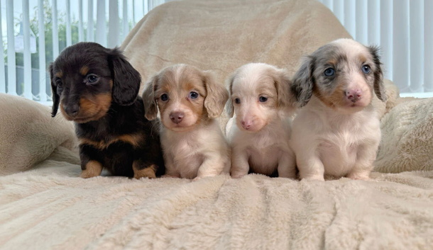 Kc miniature long haired dachshunds