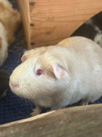 Two female guinea pigs