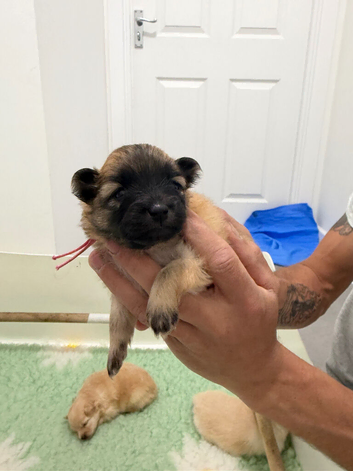 Pomeranian puppies 2 girls 1 boy