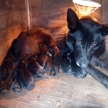German shepherds pups 5 girls 3 girls 3 week old  now