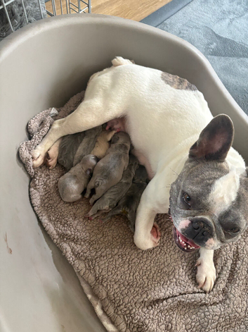 frenchie puppies for sale
