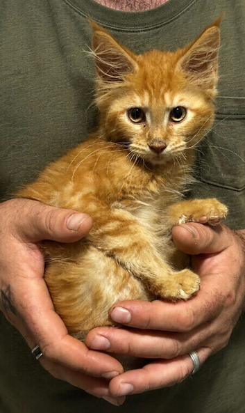 Red Girl Maine Coon Kitten