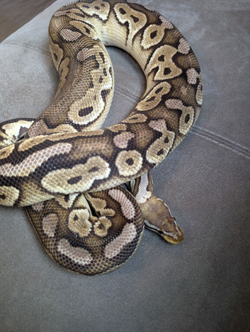 Cinnamon fire pastel het clown