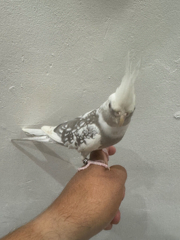Tamed Cockatiel