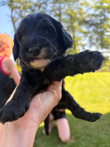 Beautiful Cockapoo Puppies &ndash; 3 Boys & 3 Girls  We are delighted to offer our gorgeous litter of 6 Cockapoo puppies looking for their forever homes.