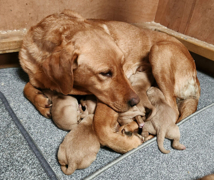 ☆☆☆☆Beautiful Fox Red Labrador Puppies☆☆☆☆
